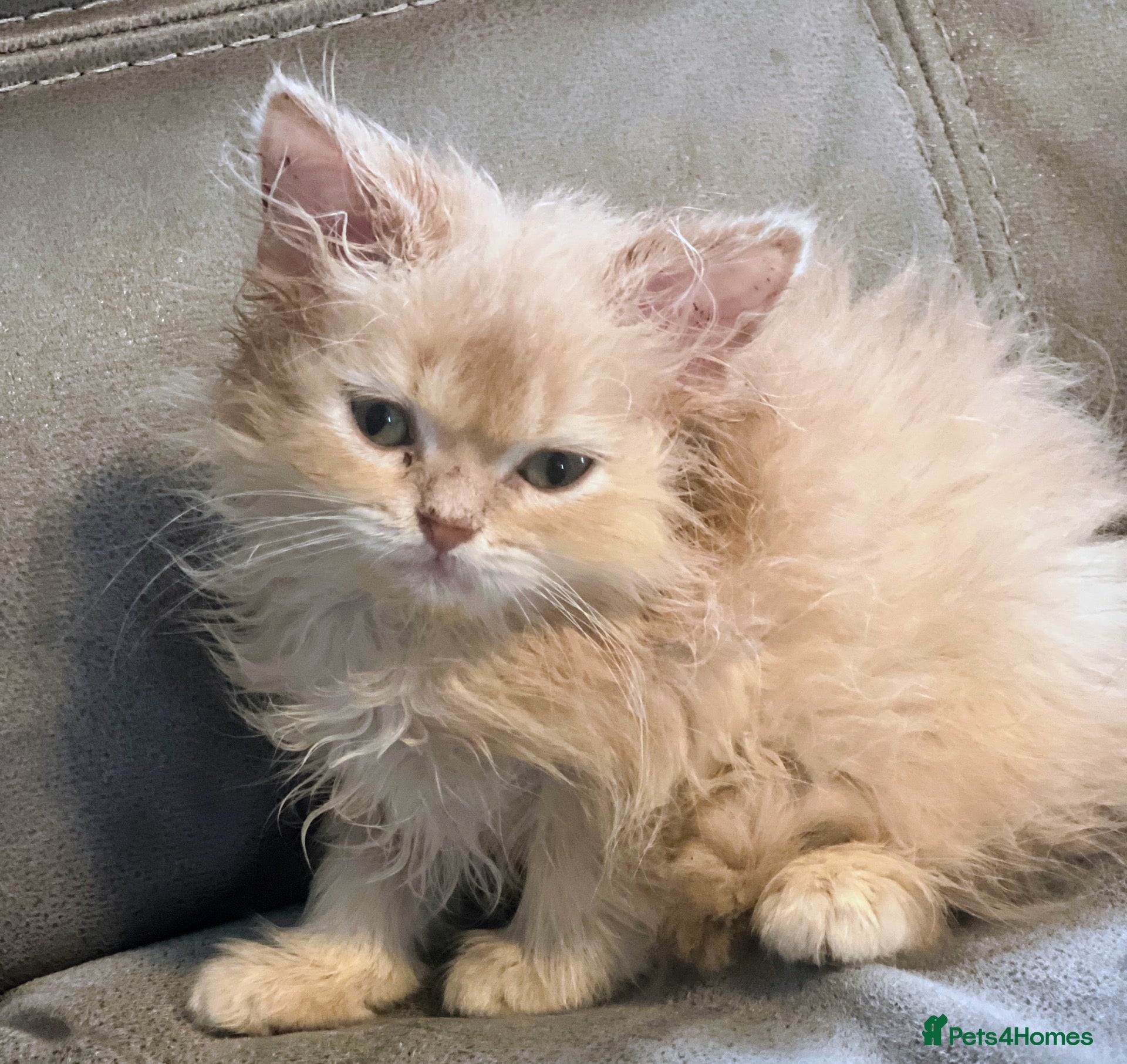 Persian cats 🌸FEW PERSIANS LEFT 🌸 - Advert 1