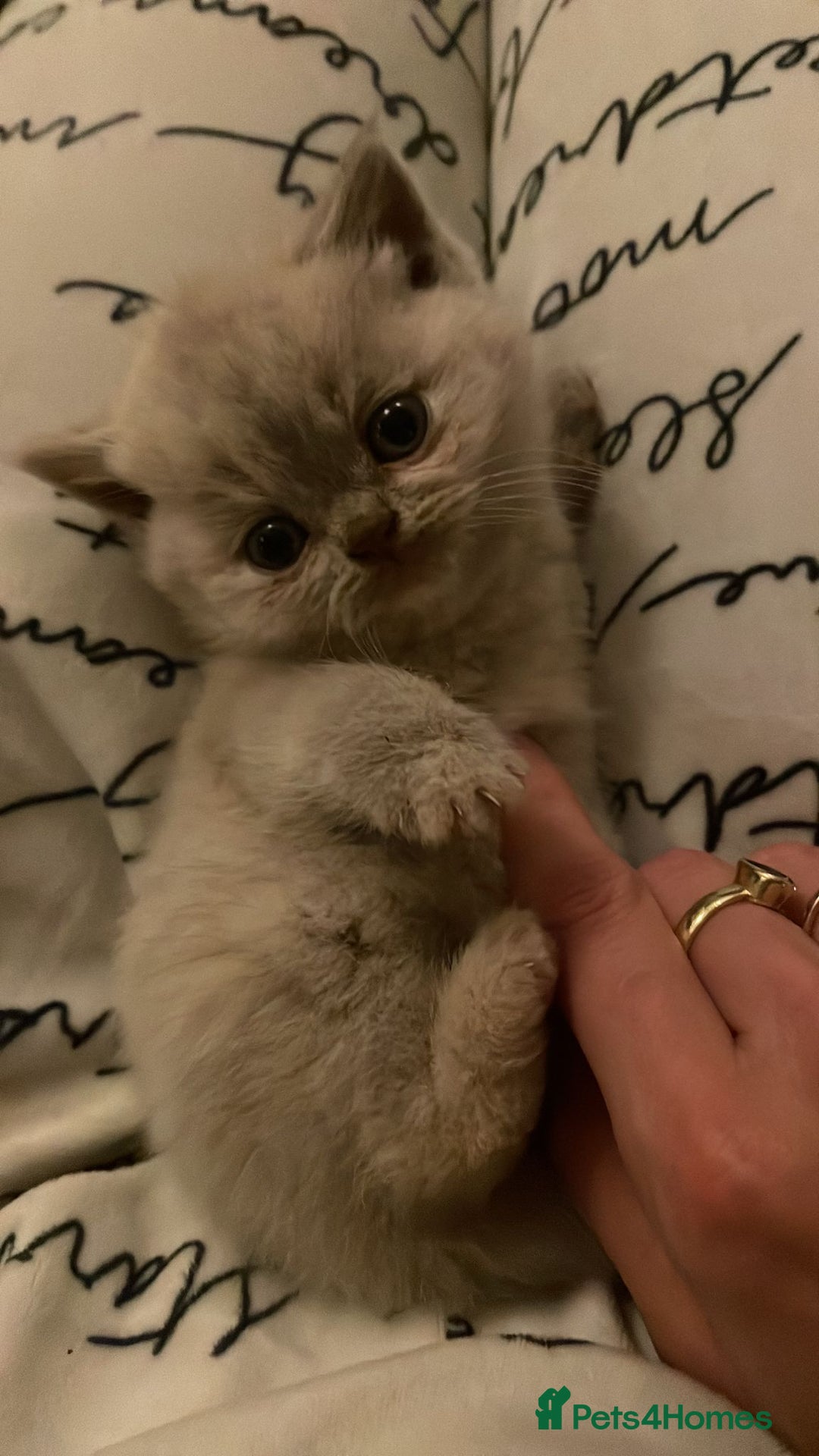 British Shorthair cats for sale: Beautiful Purebred British Shorthair kittens - Image 6