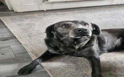 Labrador Retriever dogs for sale: 2 year old Lab for Sale - Image 2