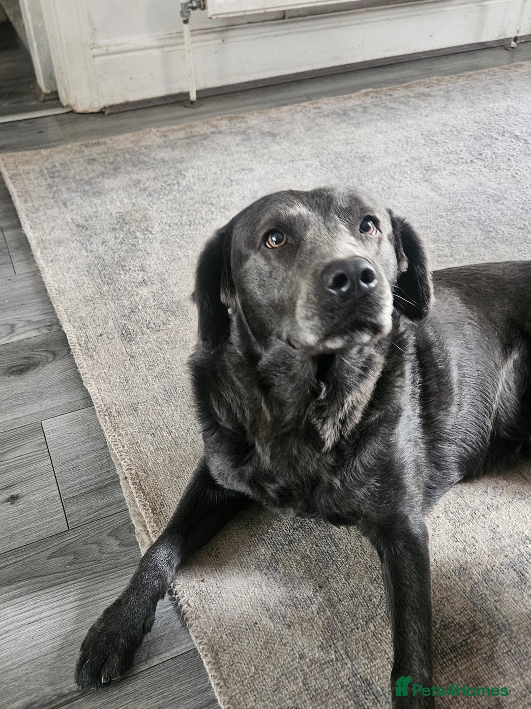 Labrador Retriever dogs for sale: 2 year old Lab for Sale - Image 2
