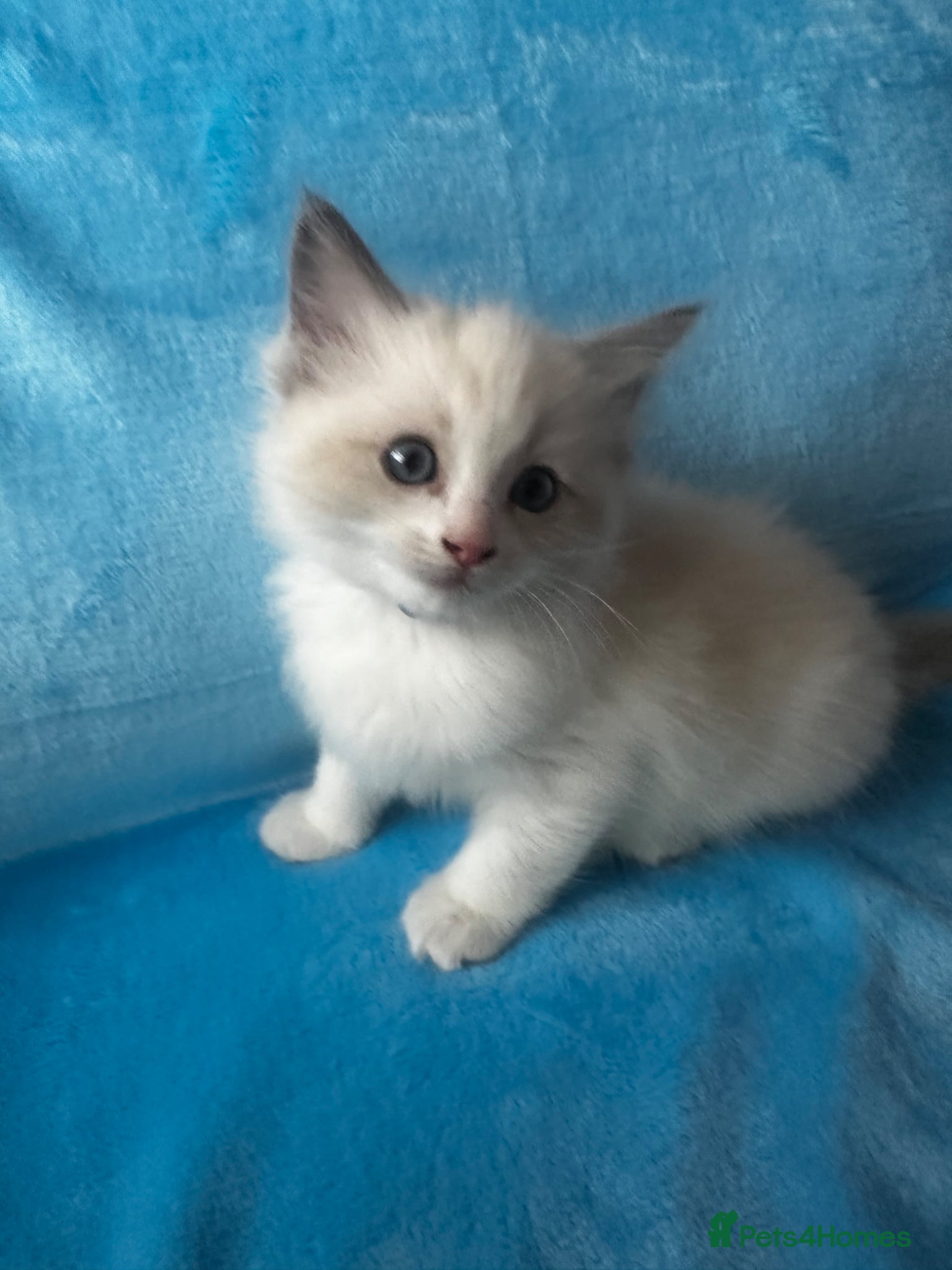 Ragdoll cats for sale: Beautiful Purebred Ragdoll Kittens - Advert 17