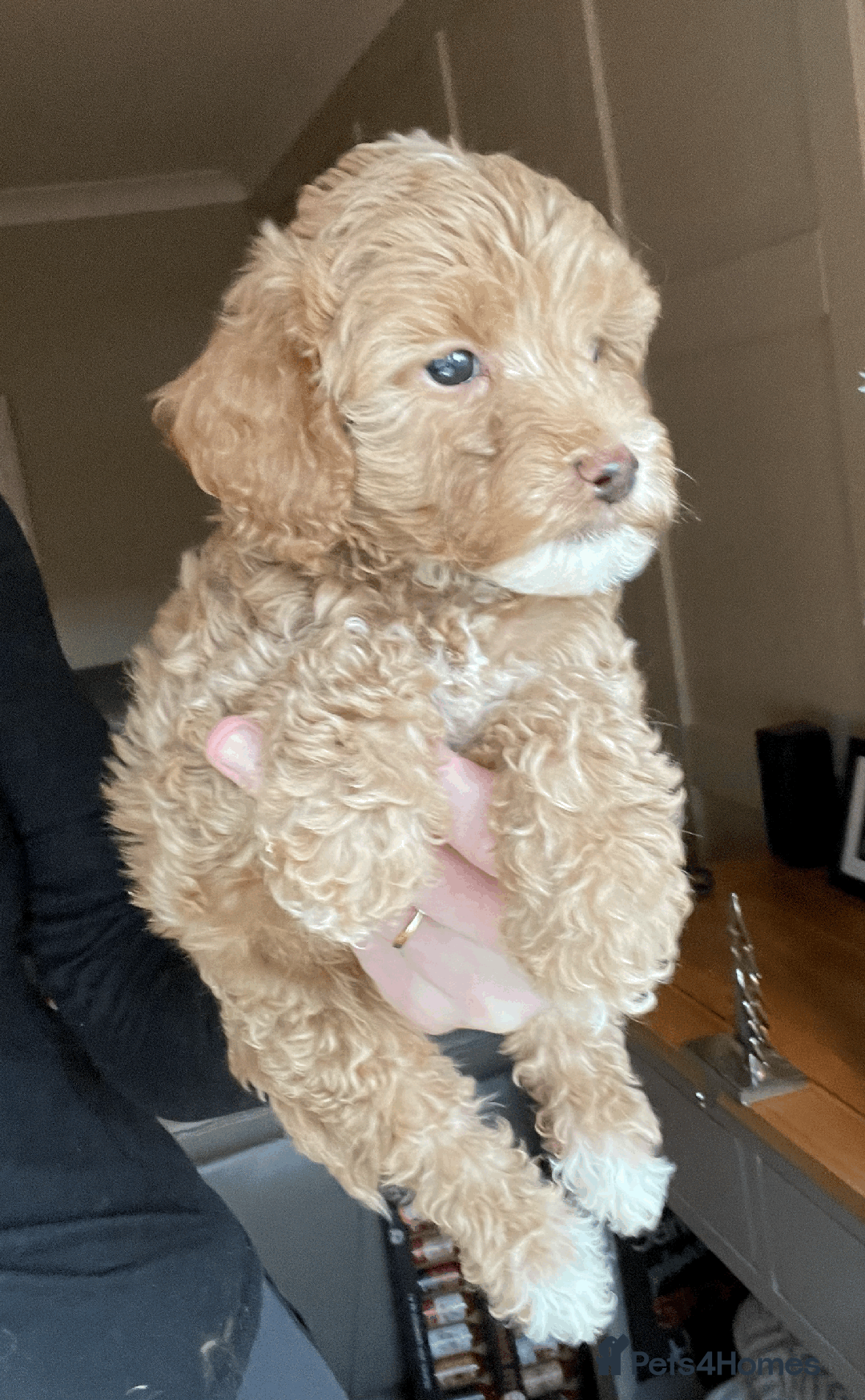 Cockapoo dogs for sale: F1b TOY COCKAPOO PUPS - DNA Health Tested!! - Advert 18
