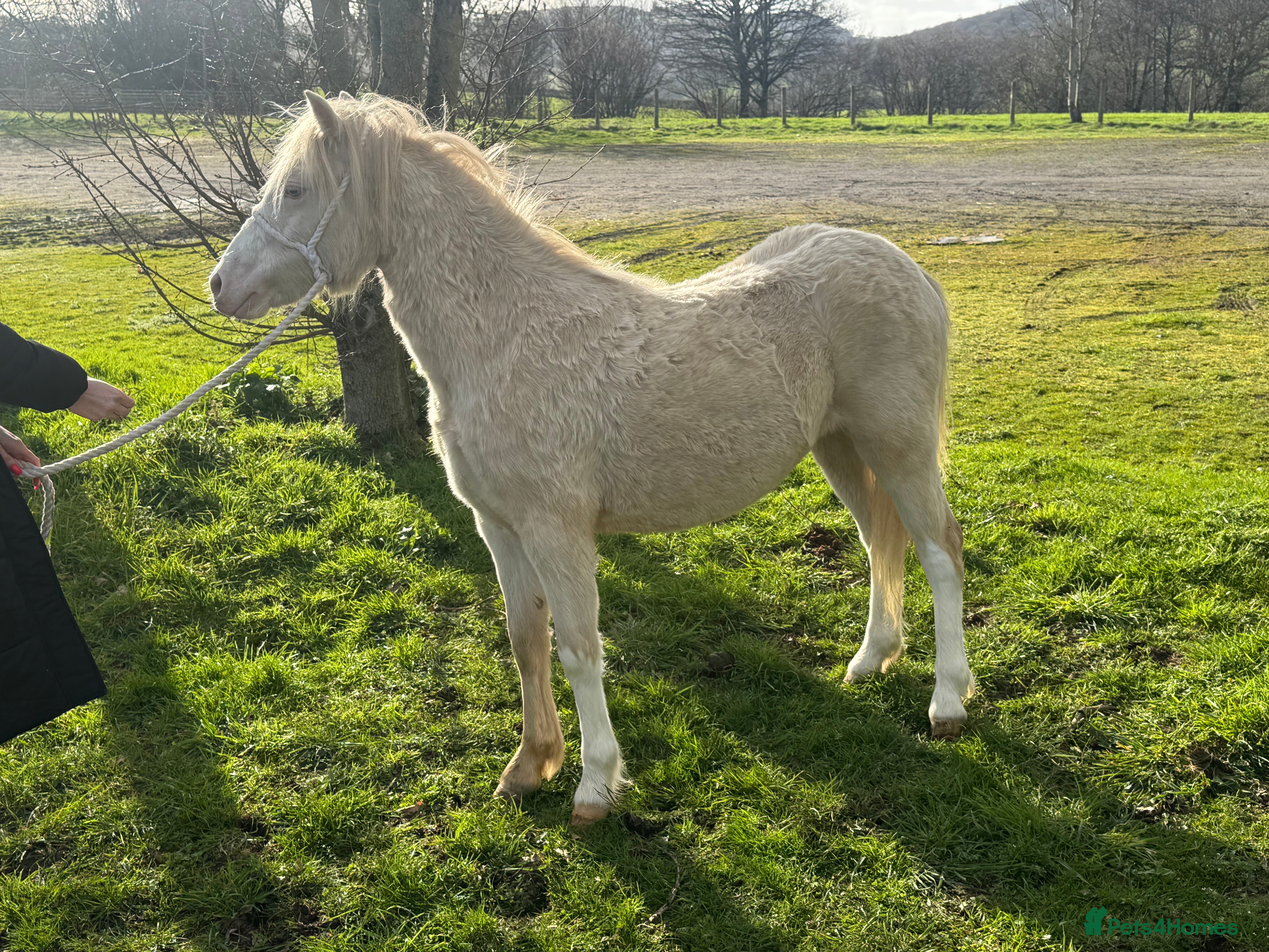 Welsh Section A horses Stunning cremello filly  - Advert 2