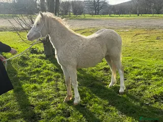 Welsh Section A horses Stunning cremello filly - Advert 6