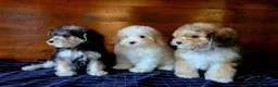 Jackapoo dogs for sale: Beautiful Jackapoo puppies boys and girls - Advert 5