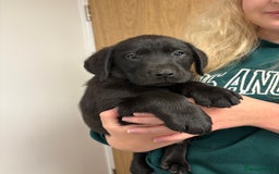 Labrador Retriever dogs for sale: ⭐️READY TO GO NOW⭐️KC Reg Labrador Puppies  - Image 30