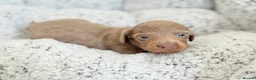 Miniature Dachshund dogs for sale: KC short haired and long haired puppies  - Advert 8
