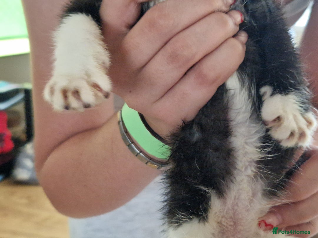Mixed Breed cats for sale: ready to go - Image 16