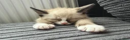 Mixed Breed cats for sale: Female kitten - Advert 4