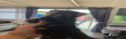 Mixed Breed cats for sale: 2 female tabby kittens  - Advert 6