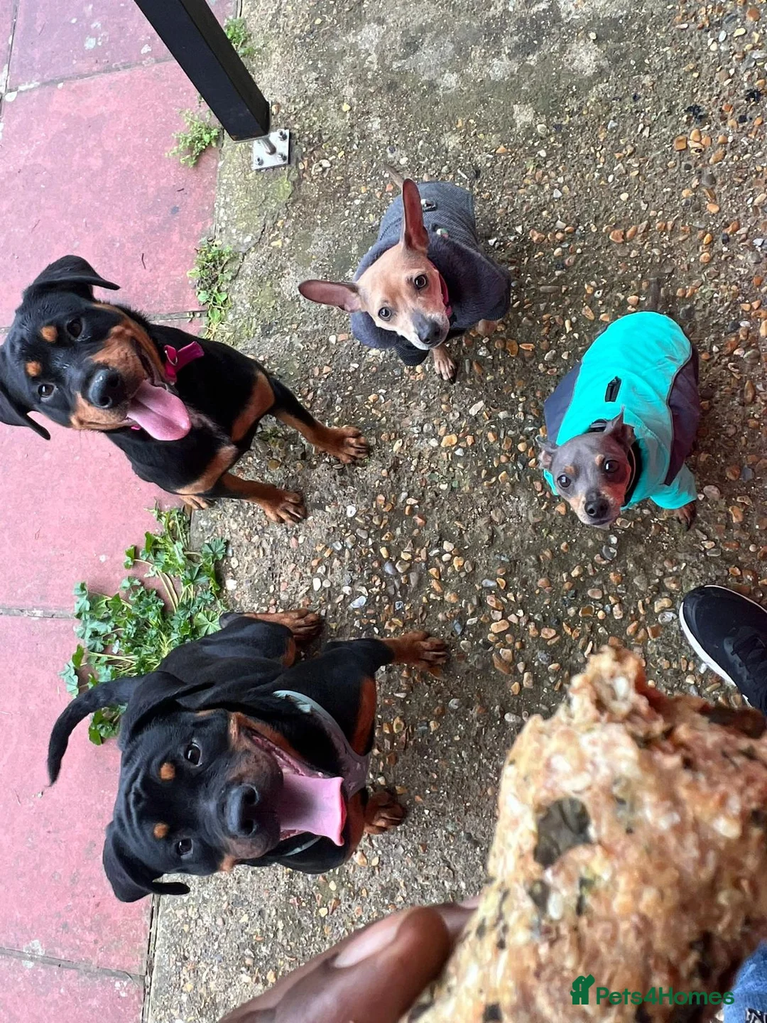 Rottweiler dogs for sale: URGENTLY needs a forever home! - Advert 2