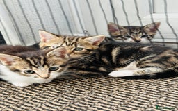 Domestic Shorthair cats for sale: 4 little Cats.  - Image 5