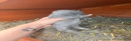 French Lop rabbits for sale: French Lop x Continental Giants 🩶🧡 - Advert 4