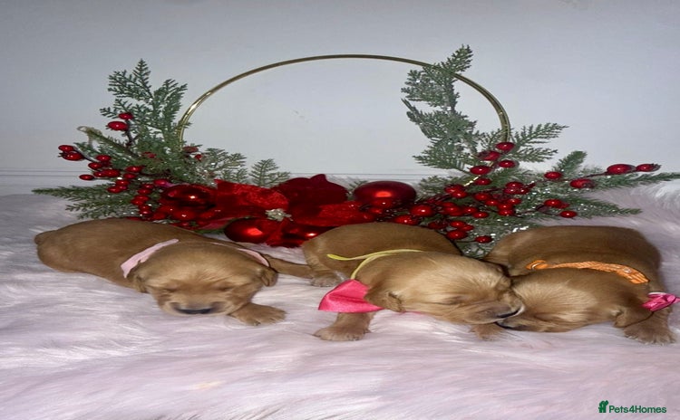 Golden Retriever dogs KC Dark Golden Retrievers 🧬 Health Tested Parents - Advert 4