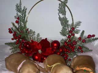 Golden Retriever dogs KC Dark Golden Retrievers 🧬 Health Tested Parents - Advert 16