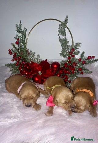 Golden Retriever dogs KC Dark Golden Retrievers 🧬 Health Tested Parents - Advert 4