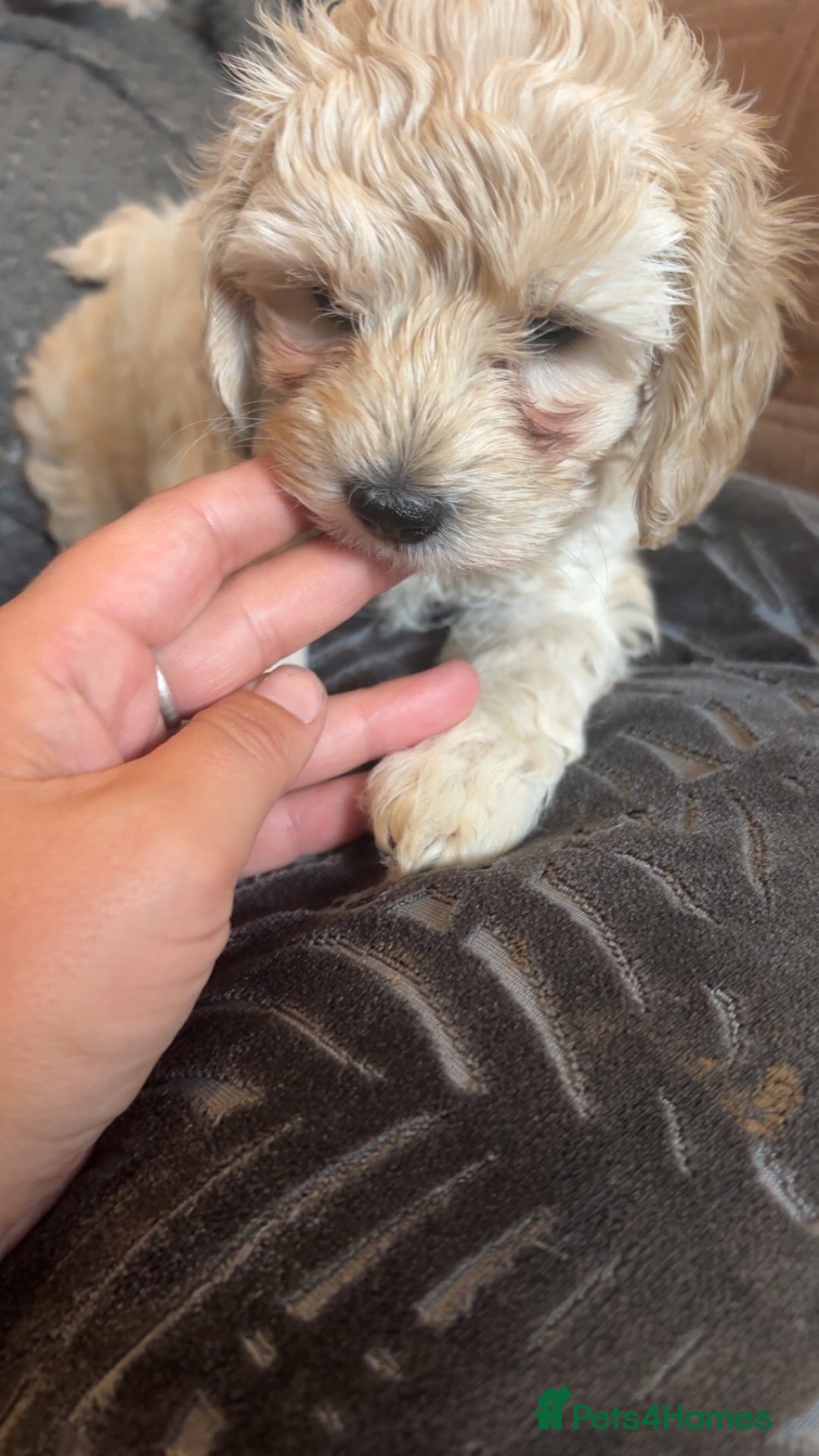Cockapoo dogs for sale: Cockapoo puppies for  - Image 6