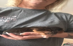 Cocker Spaniel dogs for sale: Gorgeously adorable Show Cocker Spaniels - Advert 14