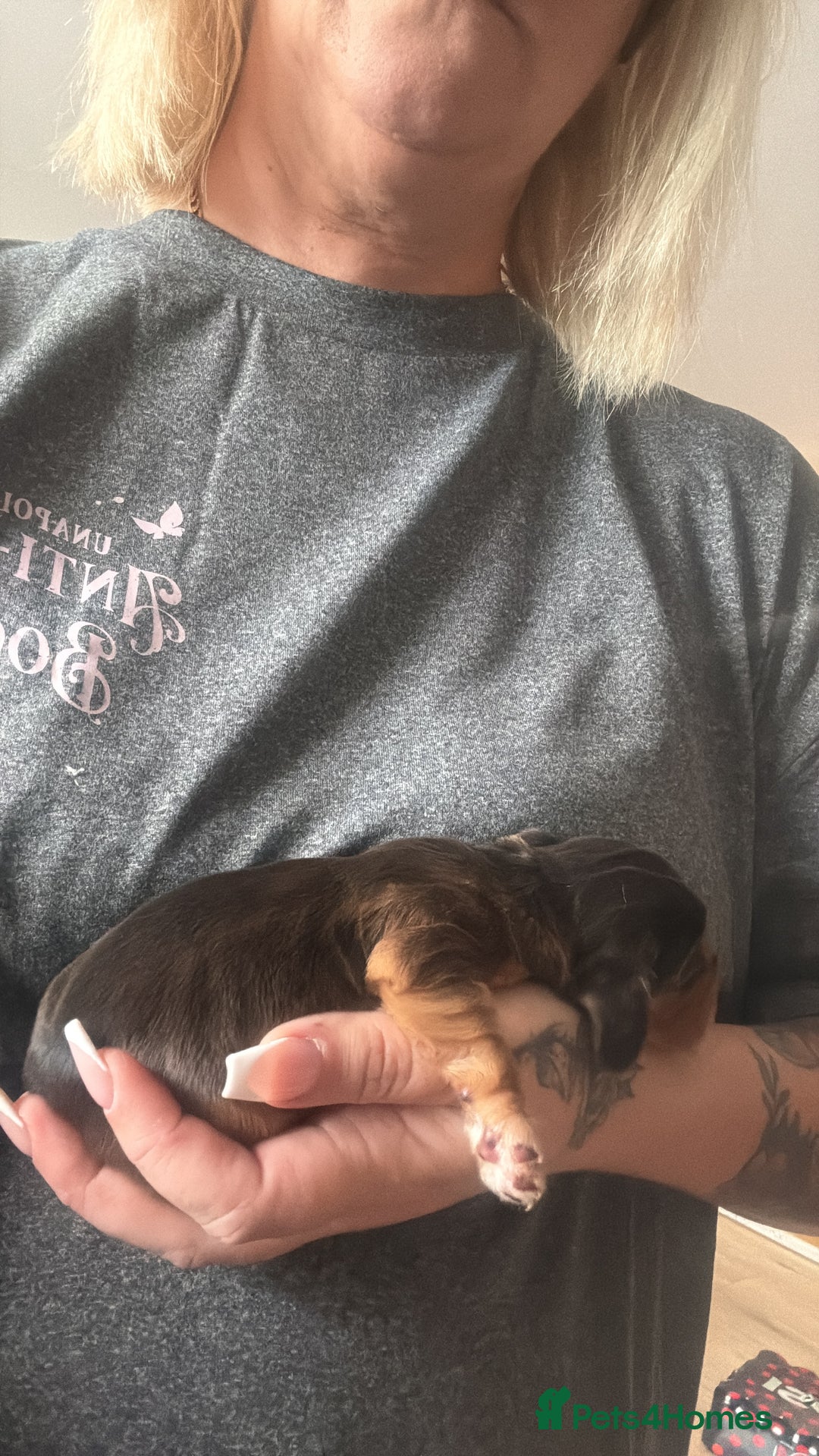 Cocker Spaniel dogs for sale: Gorgeously adorable Show Cocker Spaniels - Advert 14