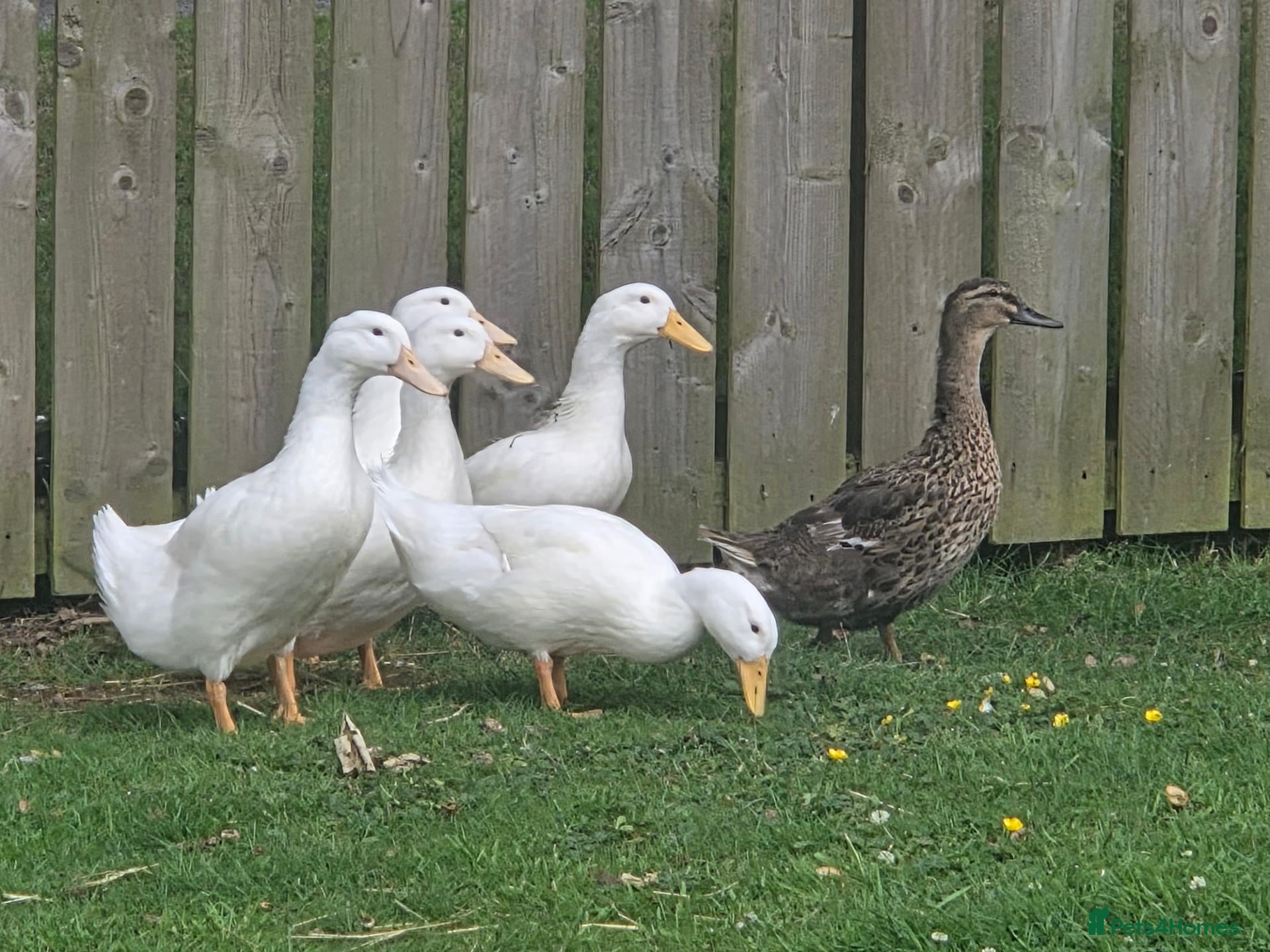 Ducks poultry Good home needed for 5 drakes - Advert 2