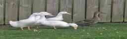 Ducks poultry for sale: Good home needed for 5 drakes in Stanley - Advert 2