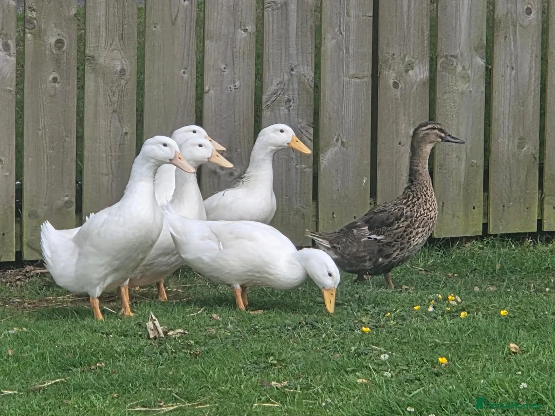 Ducks poultry for sale: Good home needed for 5 drakes in Stanley - Advert 2
