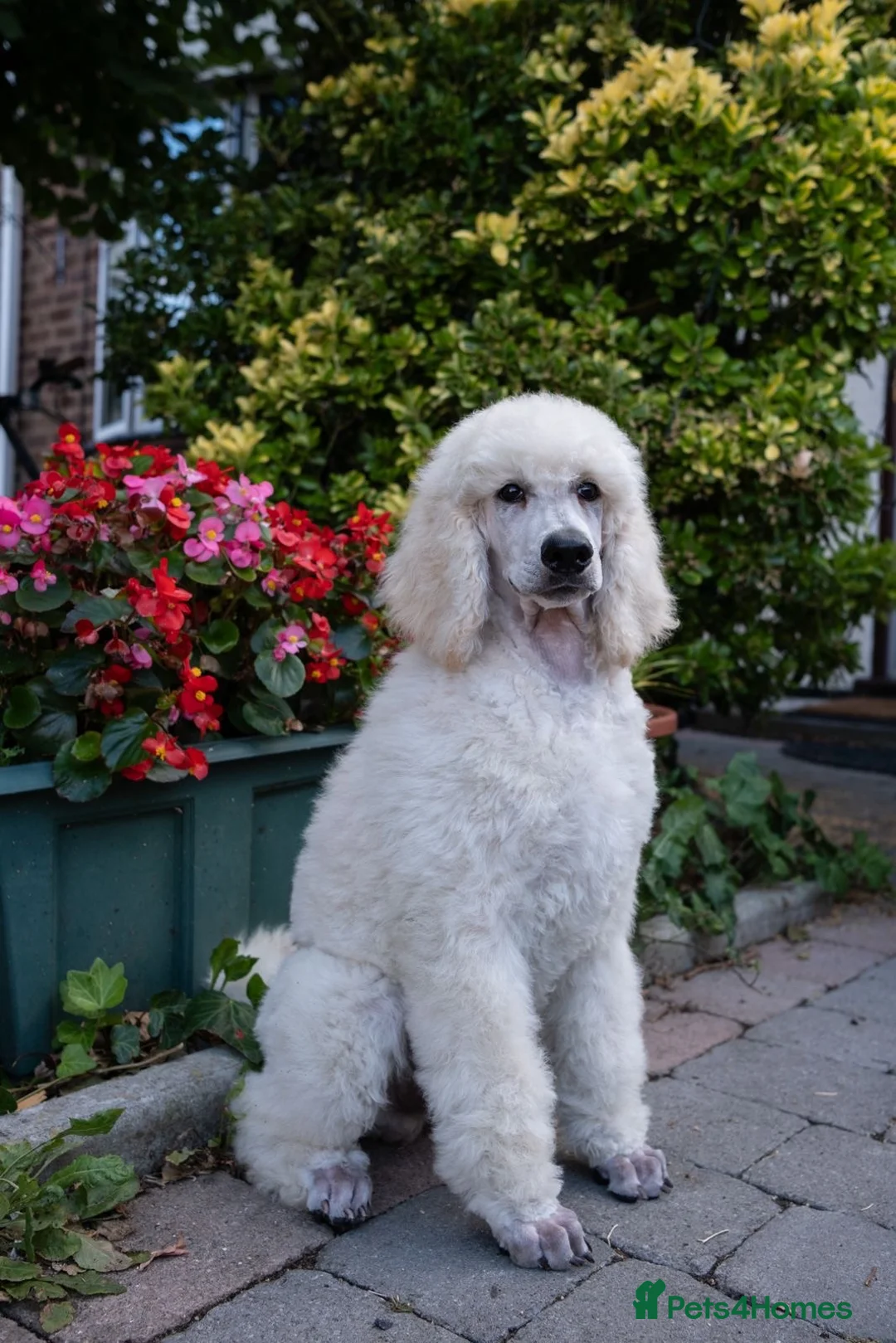 Standard Poodle dogs for sale: Outstanding Standard Poodle Puppies - Advert 2