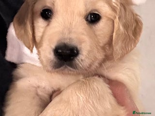 Golden Retriever dogs Exceptional quality golden retriever puppies - Advert 2