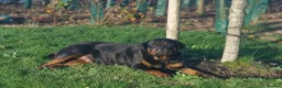 Rottweiler dogs for sale: KC REGISTERED ROTTWEILER PUPPIES  in Birmingham - Advert 11