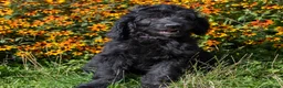 Goldendoodle dogs for sale: F1 Standard Goldendoodle Boy Ready Now  - Advert 7