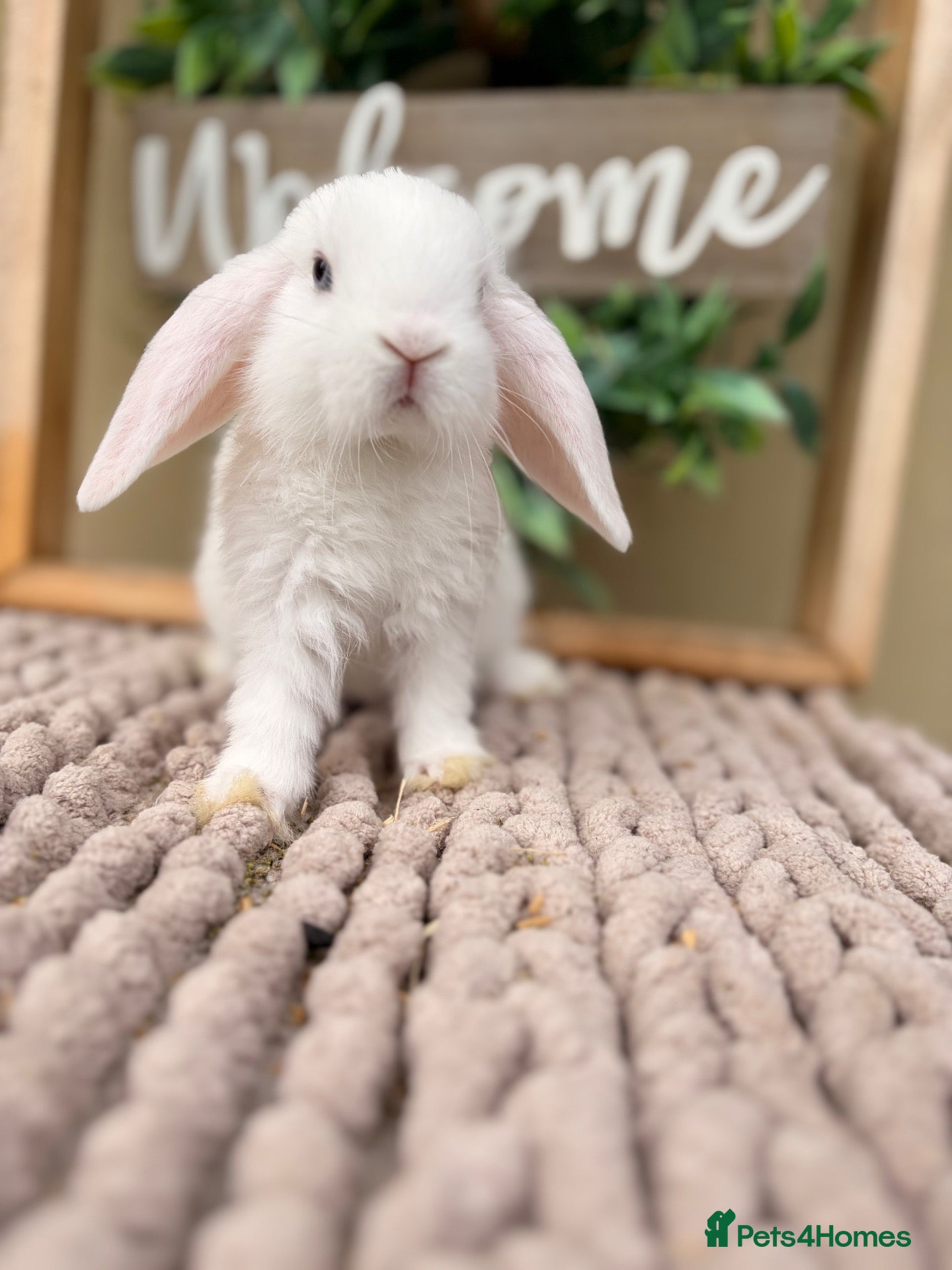 Mini Lop rabbits Amazing mini lop babies  - Advert 2