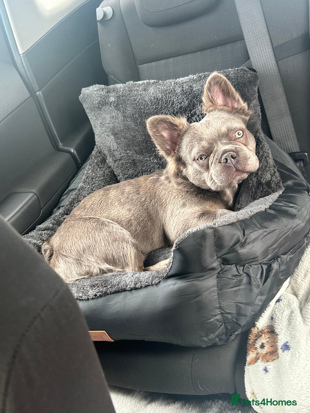 French Bulldog dogs for sale: MALE FRENCHIE LOOKING FOR NEW HOME - Image 1