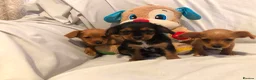 Mixed Breed dogs for sale: 3 Beautiful Jack Russell’s in Leeds - Advert 3