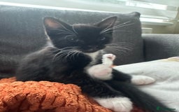 Mixed Breed cats for sale: Kittens - Image 7