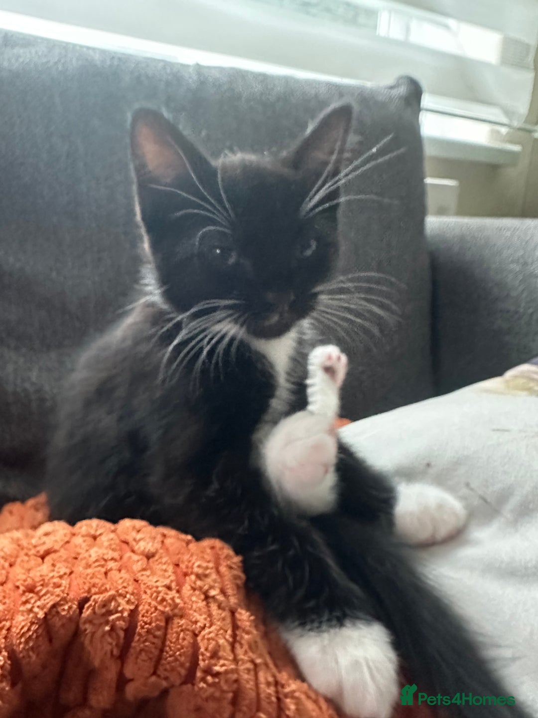 Mixed Breed cats for sale: Kittens - Image 7