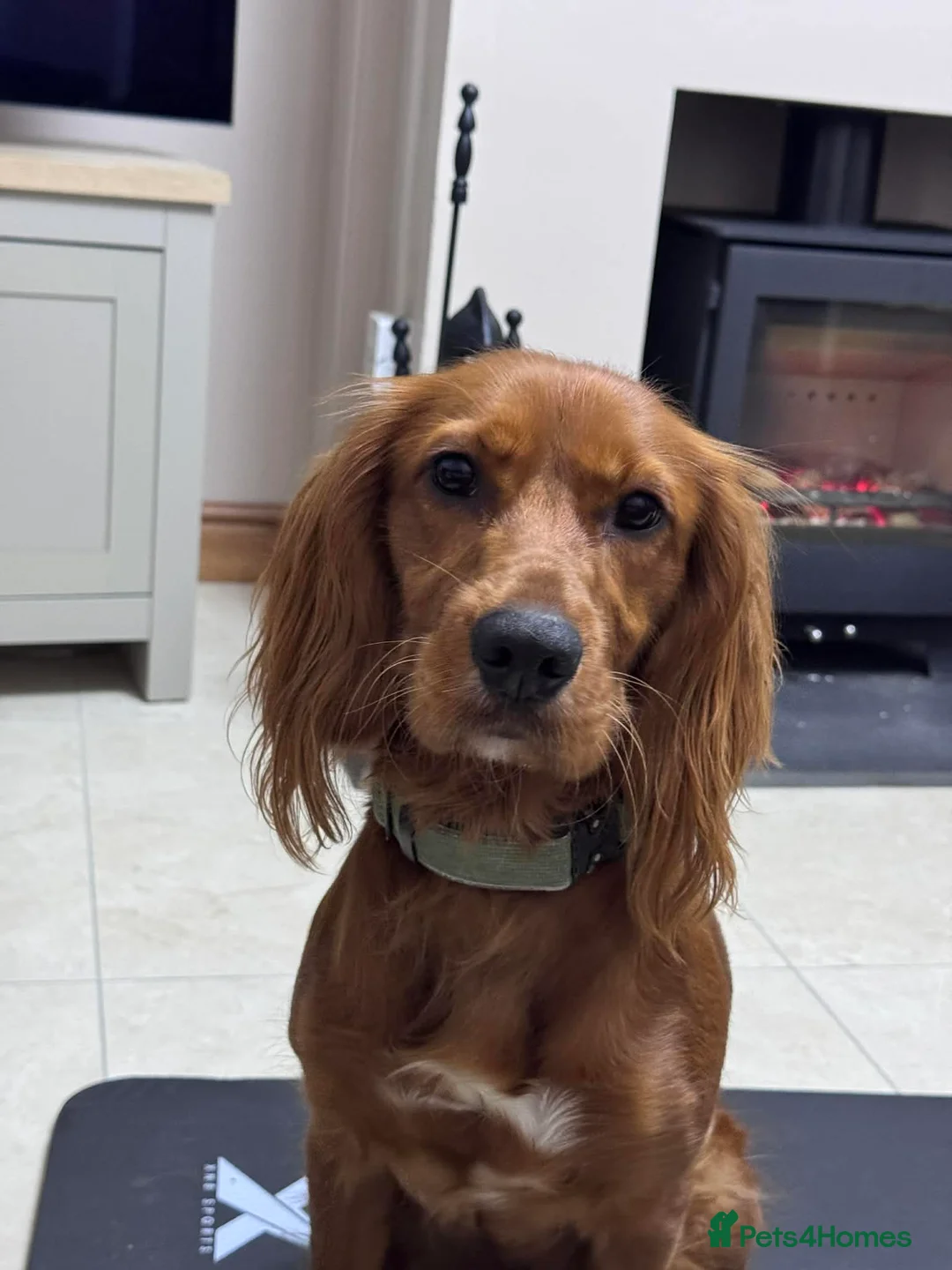 Cocker Spaniel dogs for sale: Cocker Spaniel Pups in Newtownards - Advert 2