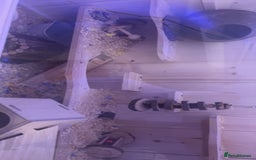 Hamster rodents for sale: hamster and everything included - Image 8