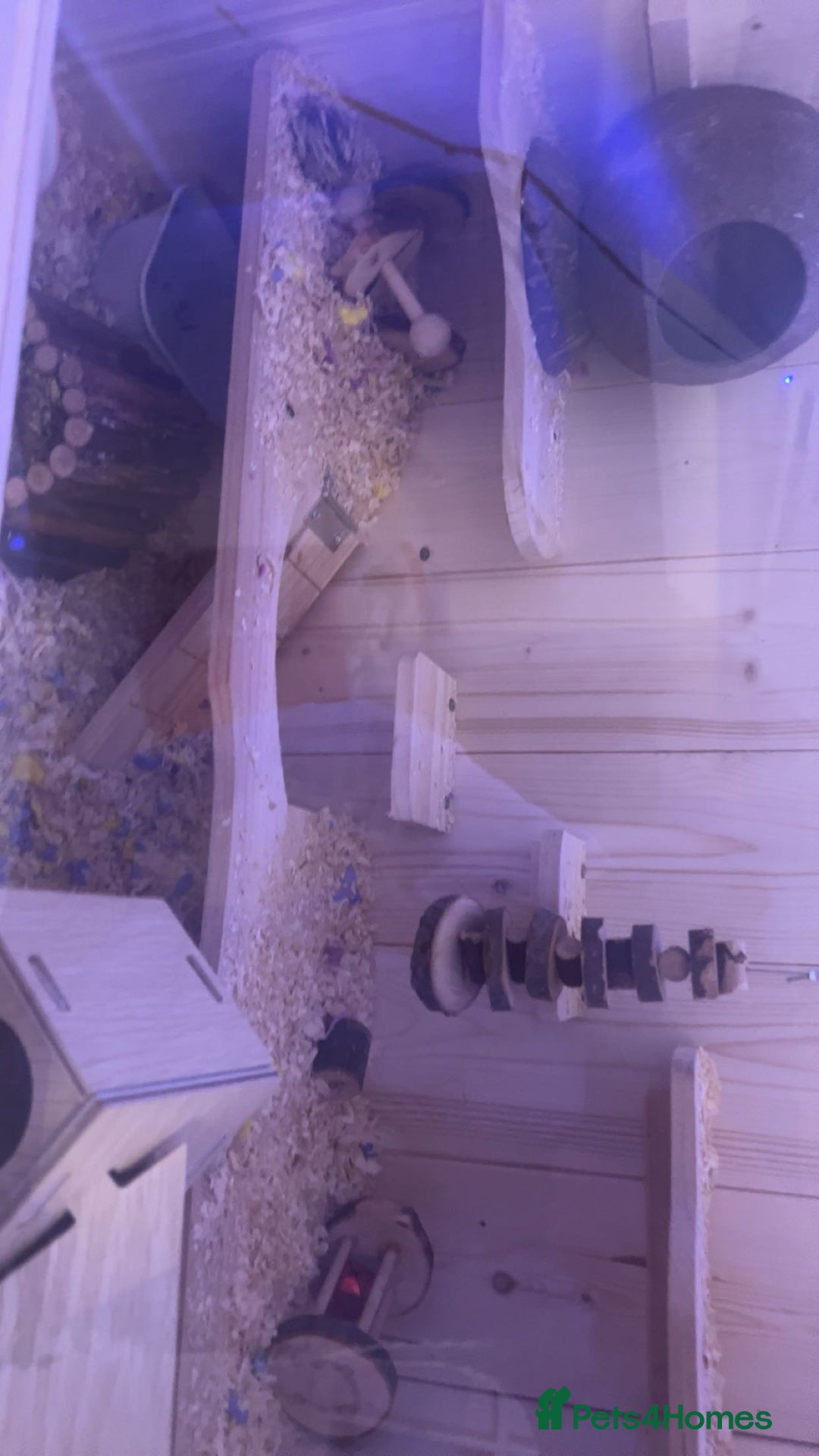 Hamster rodents for sale: hamster and everything included - Image 8
