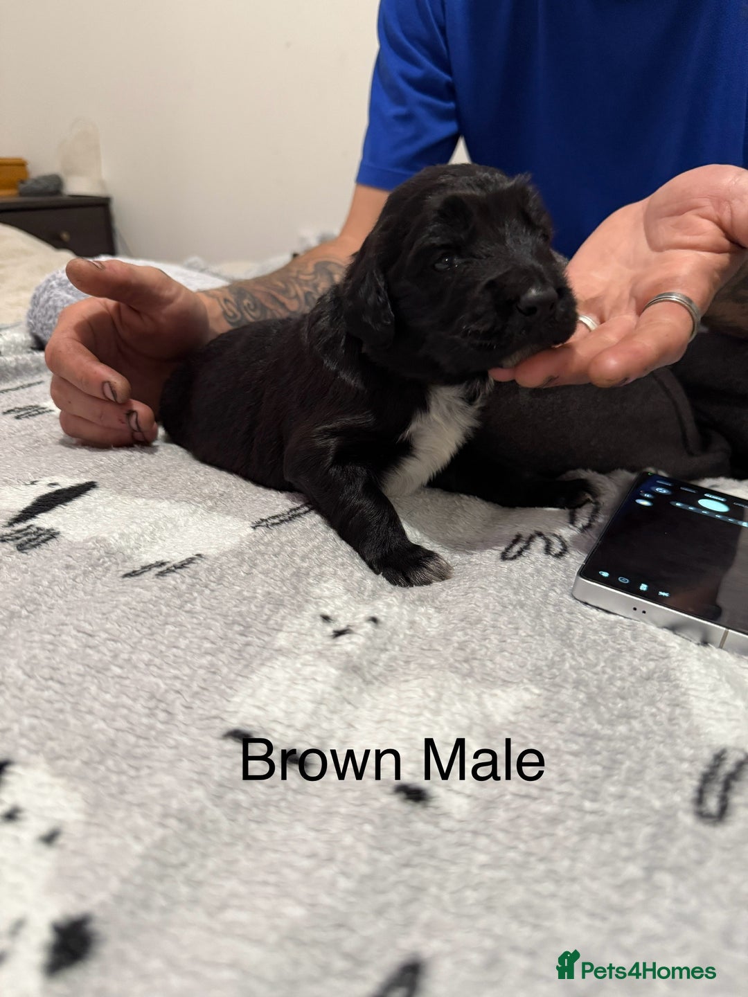Mixed Breed dogs for sale: Beautiful Doberman X springer spaniel pups in Hawick - Image 17