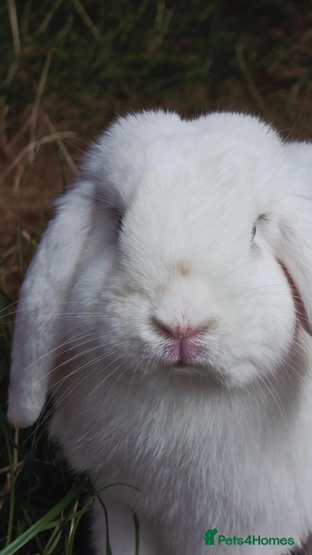 Mini Lion Lop rabbits for sale: Two Mini Lops - Male  - Advert 2
