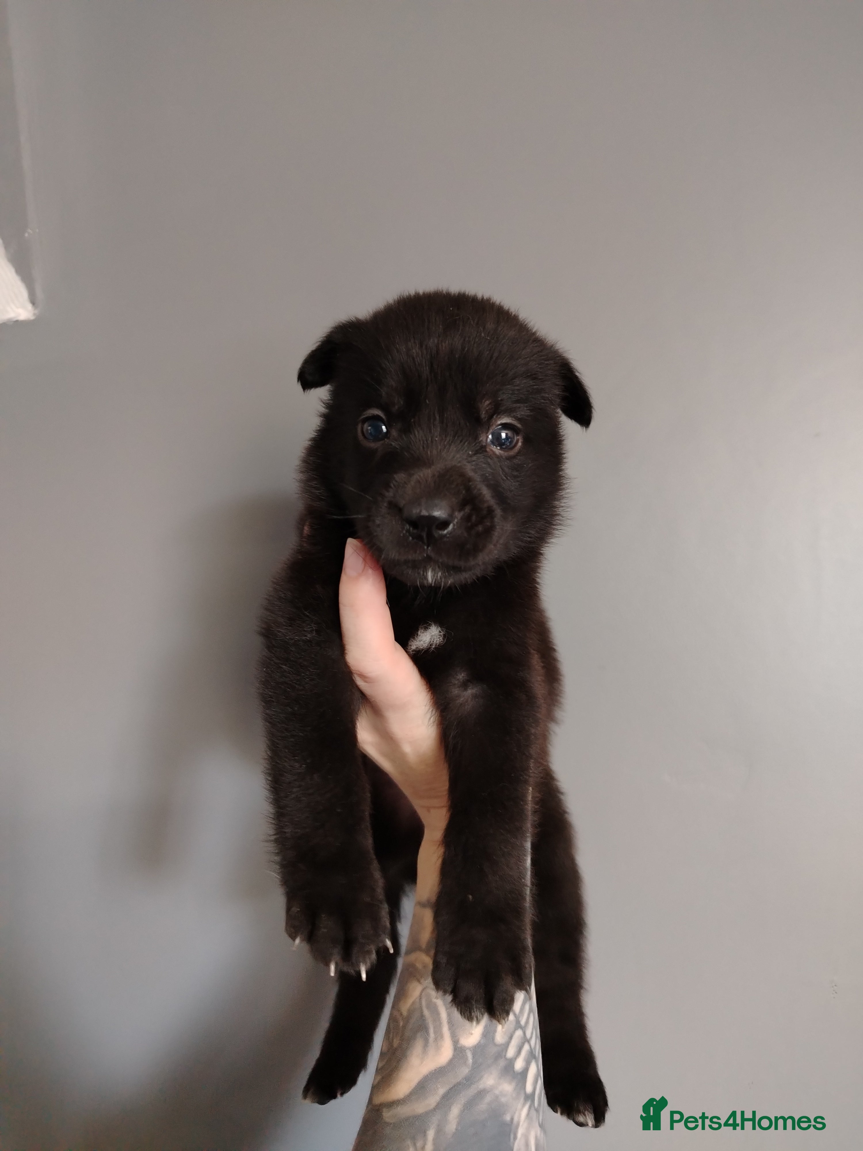 Mixed Breed dogs German Shepherd cross puppies.  - Advert 2
