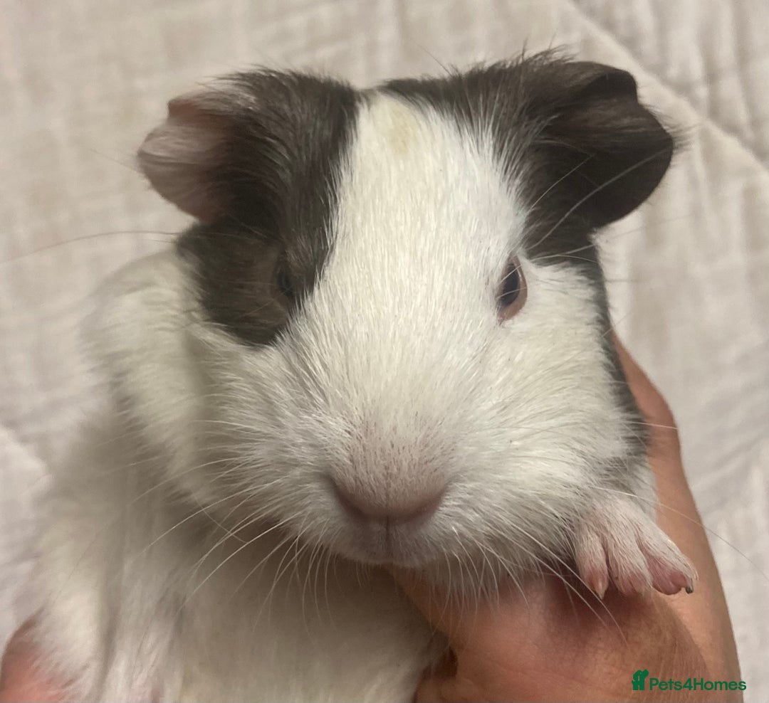 Guinea Pig rodents for sale: Baby Female Guinea Pigs For Sale  - Advert 7