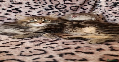 Perdoll cats - Advert 2