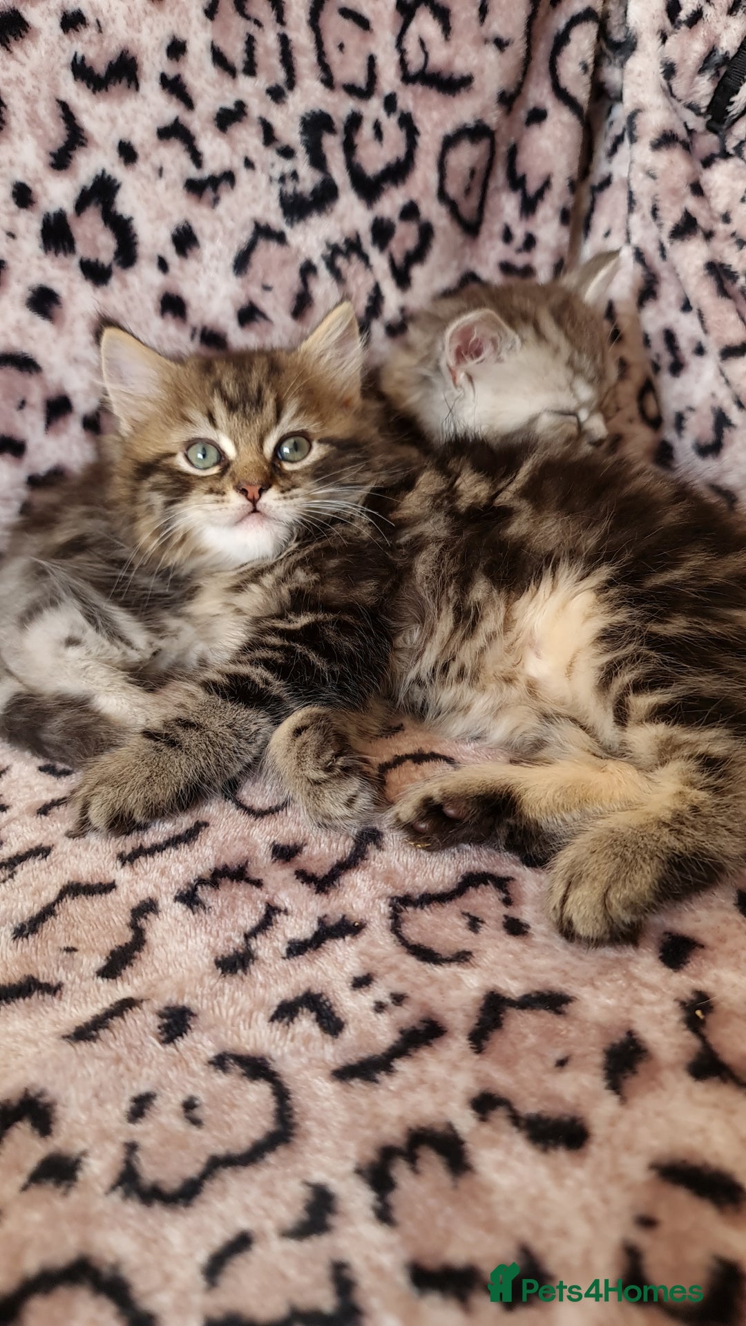Perdoll cats for sale: Perdoll Kittens only boys - Image 3