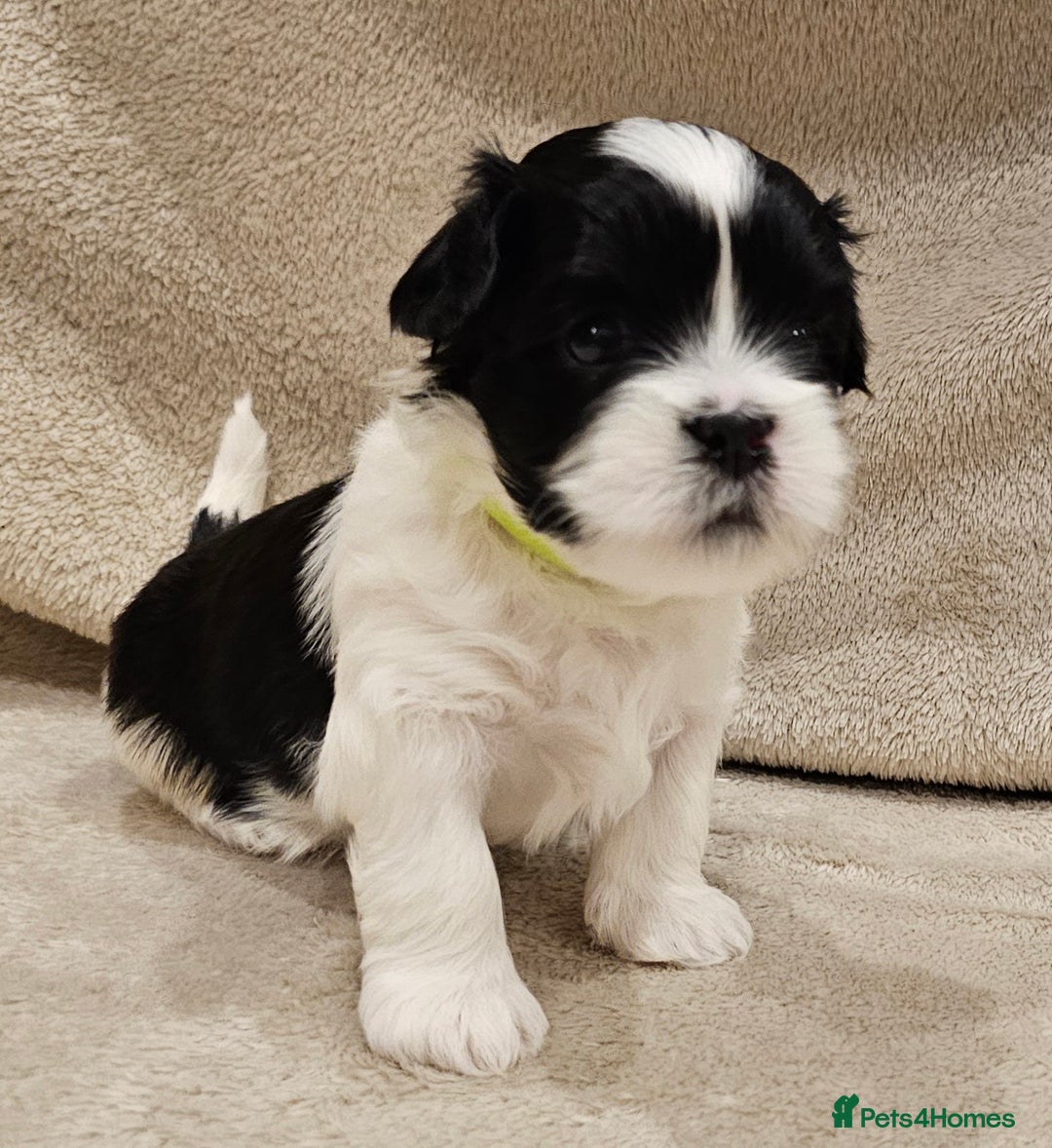 Lhasa Apso dogs for sale: Stunning pedigree Lhasa Apso Puppies - Advert 23