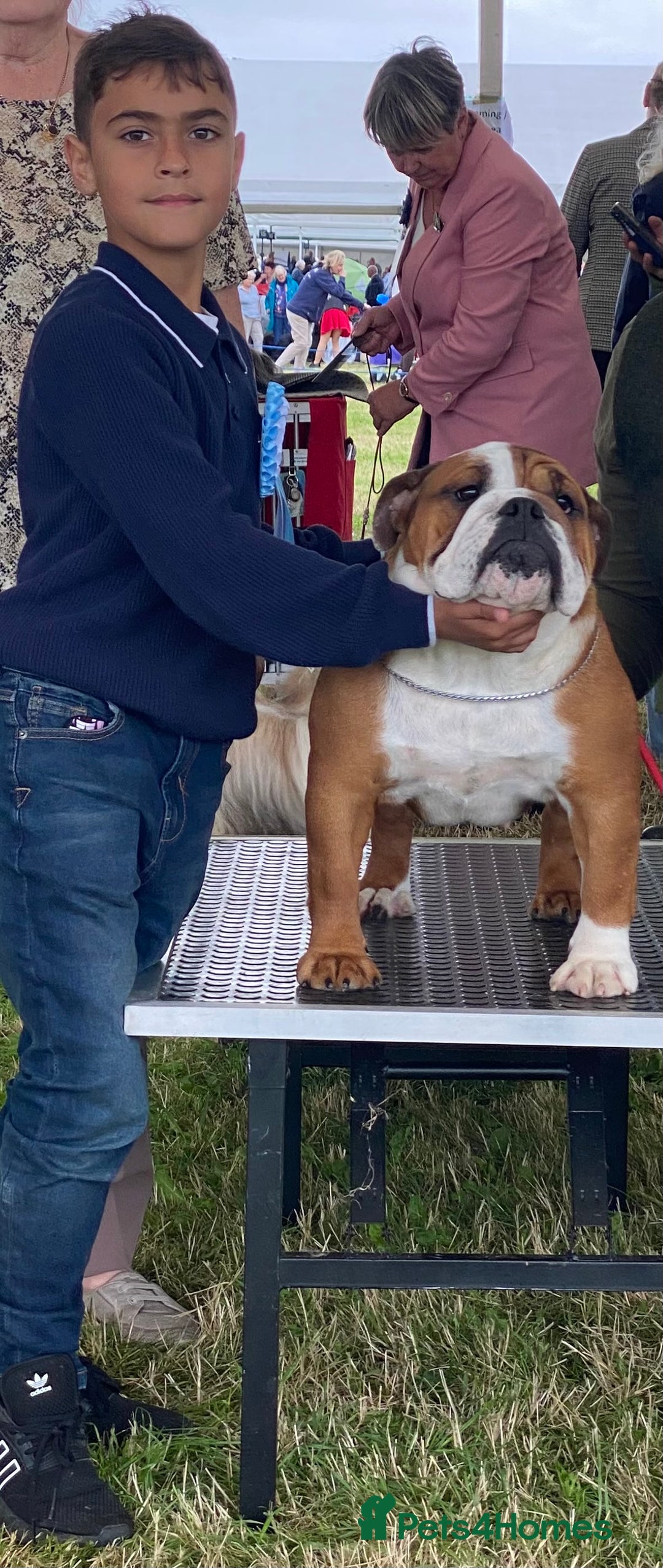 English Bulldog dogs for sale: Kc reg Stunning show quality pup  - Image 4