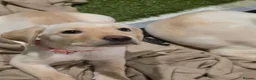 Labrador Retriever dogs for sale: Ready to leave labrador puppies 2girl 3male left  - Advert 24
