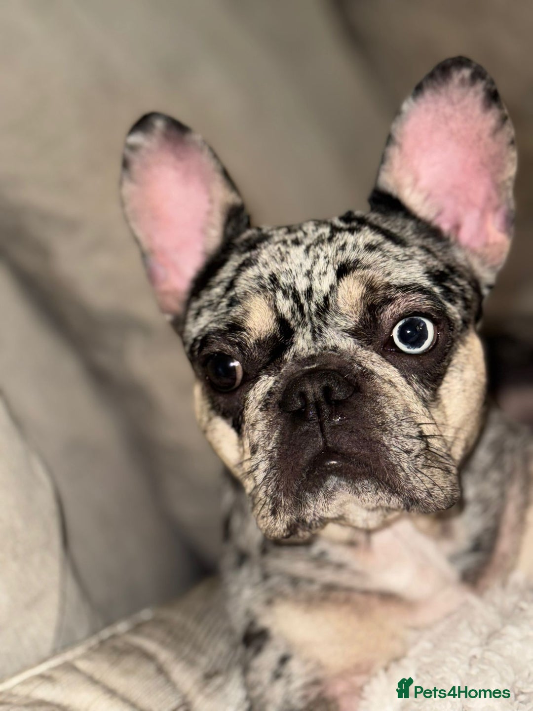 French Bulldog dogs for sale: 2 years 1 month - Advert 1