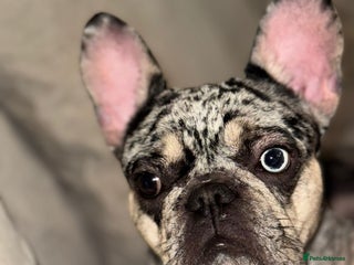 French Bulldog dogs 2 years 1 month - Advert 3