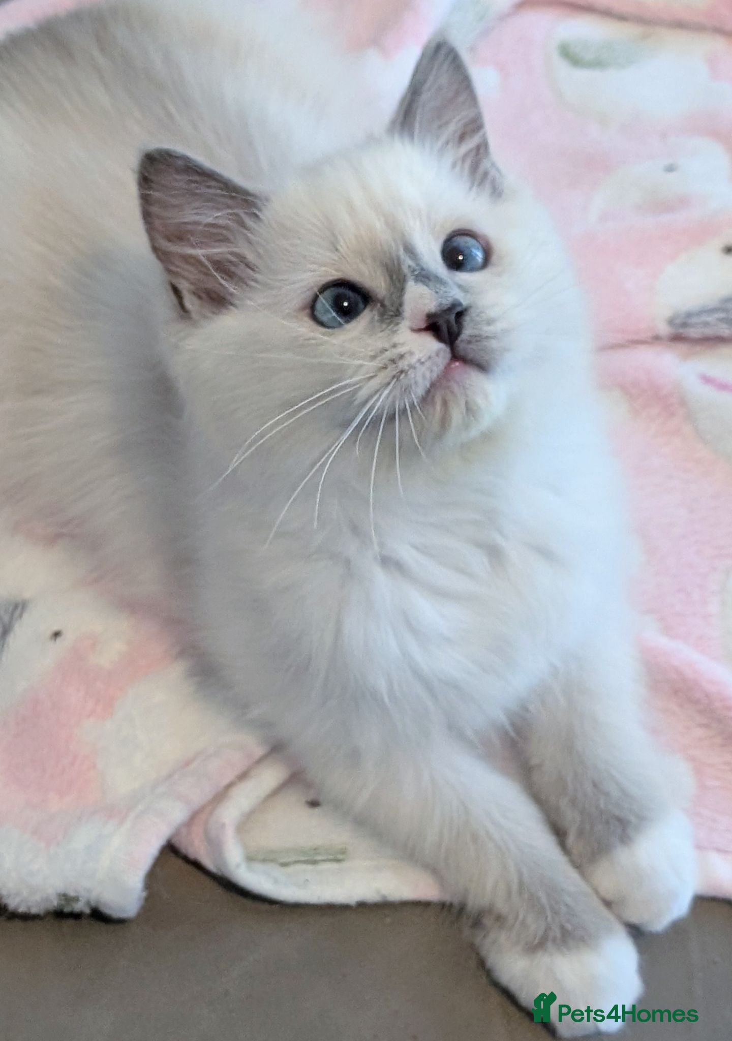 Ragdoll cats 🏆Grand EU champion TICA Ragdoll kittens  - Advert 7